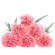 Pink Carnations. Tashkent